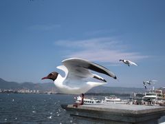 -海埂大坝