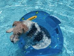 -帕帕拉兹宠物(亚洲旗舰店)