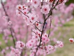 -广富林郊野公园