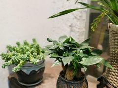 -双季花艺园艺市场(浦东店)
