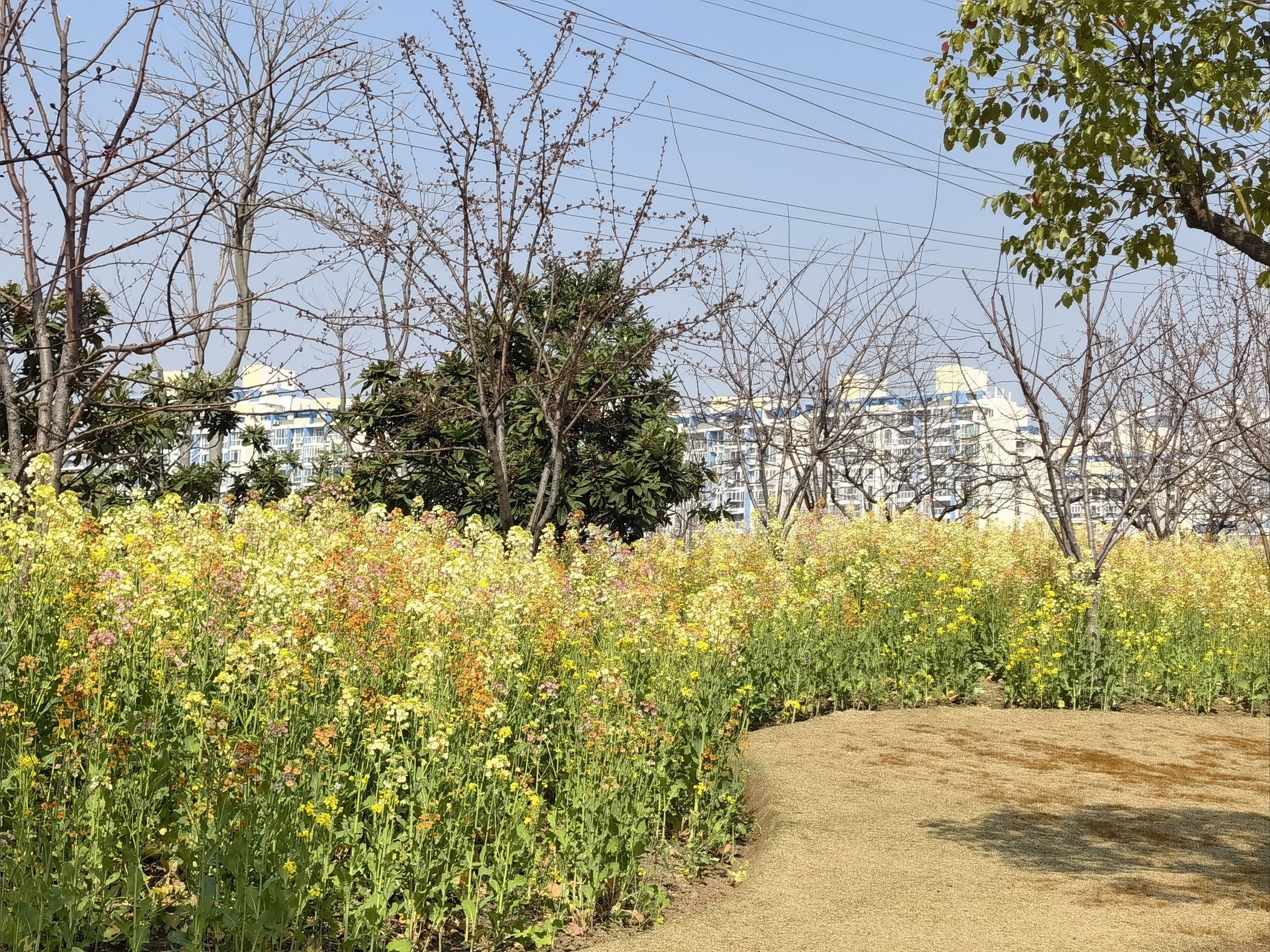看看五彩油菜花吧!