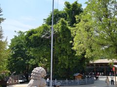 -大槐树寻根祭祖园