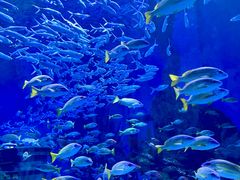 -海合安武汉极地海洋公园