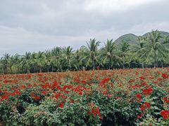 -亚龙湾国际玫瑰谷