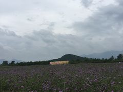 -北京东方普罗旺斯薰衣草庄园