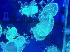 -海合安武汉极地海洋公园