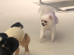 -怪兽屋·羊驼·猫咖·狗咖(俊华广场店)