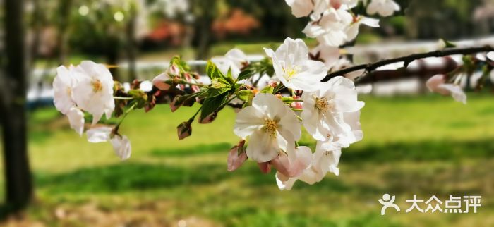 上海共青森林公园图片