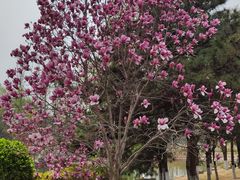 -大兴滨河森林公园