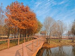 -贡湖湾湿地公园