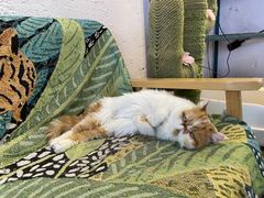 -喵屿·大理花园猫咖