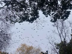 -西园寺