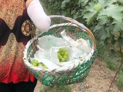 -马陆小张葡萄园农家乐