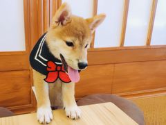 -豆柴町-柴犬主题狗咖(红鼎国际C座店)