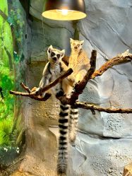 -Zoolung Zoolung动物主题公园(海信广场店)