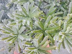 -长沙黑麋峰国家森林公园