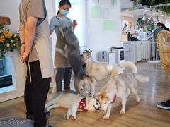 -Husky Go! 哈士奇体验馆·宠物咖啡厅狗咖