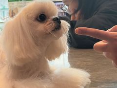 -帕帕拉兹宠物(亚洲旗舰店)