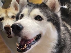 -Husky Go! 哈士奇体验馆·宠物咖啡厅狗咖