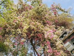 -深圳国际园林花卉博览园