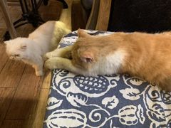 -more than meow吴止猫主题餐厅(承德 中船汇店)