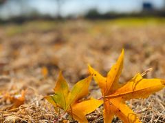 -长白岛森林公园