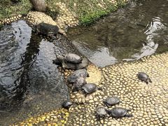 -广东惠东海龟国家级自然保护区