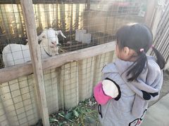 -小鱼草莓采摘园农家乐·小鱼餐厅