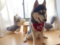 -Husky Go! 哈士奇体验馆·宠物咖啡厅狗咖