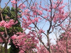 -狐尾山公园