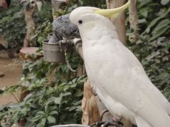 -南宫五洲植物乐园