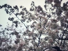 -武汉大学-樱园