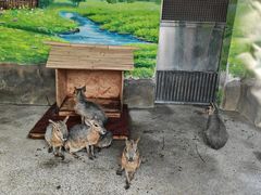 -大连森林动物园