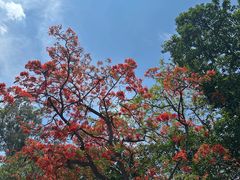 -攀枝花公园