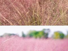 -羊亭河湿地公园