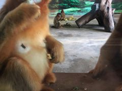 -大连森林动物园