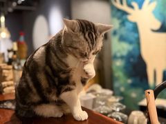 -咖法森林·咖啡  酒吧(天河店)