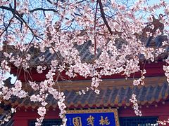 -桃花堤公园