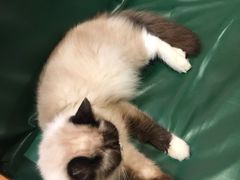 -猫色咖啡·猫咖