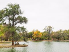 -金塔沙漠胡杨林景区