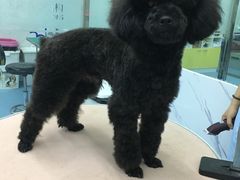 -瑞派宠物医院·24小时骨科·心脏·核磁(哈尔滨南岗店)