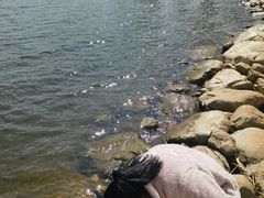 -洱海月湿地公园