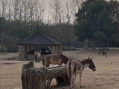 -杭州野生动物世界