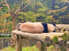 -都江堰中华大熊猫苑