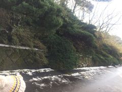 -汉拿树木园