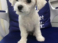 -宠颐生动物医院·心脏科·保险定点(锦阳分院)