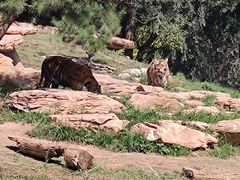 -北京野生动物园