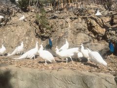 -狼诱惑酱骨头(金州店)