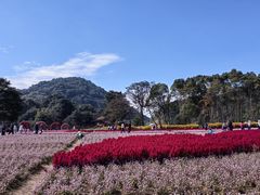 -广州市石门国家森林公园