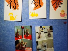 -豆逗聊愈猫阁Easy Life